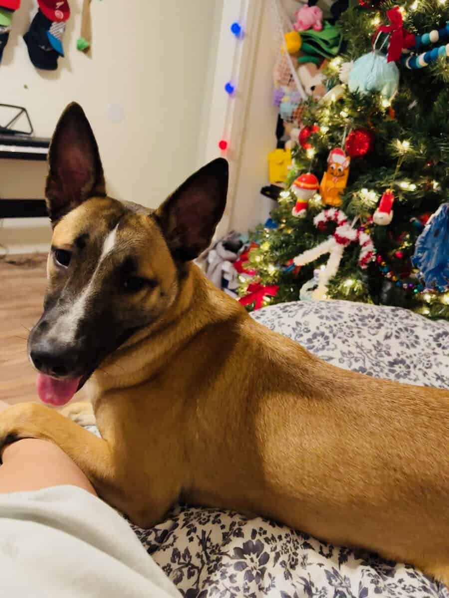 German shepherd/Malinois 1 year old female image 2