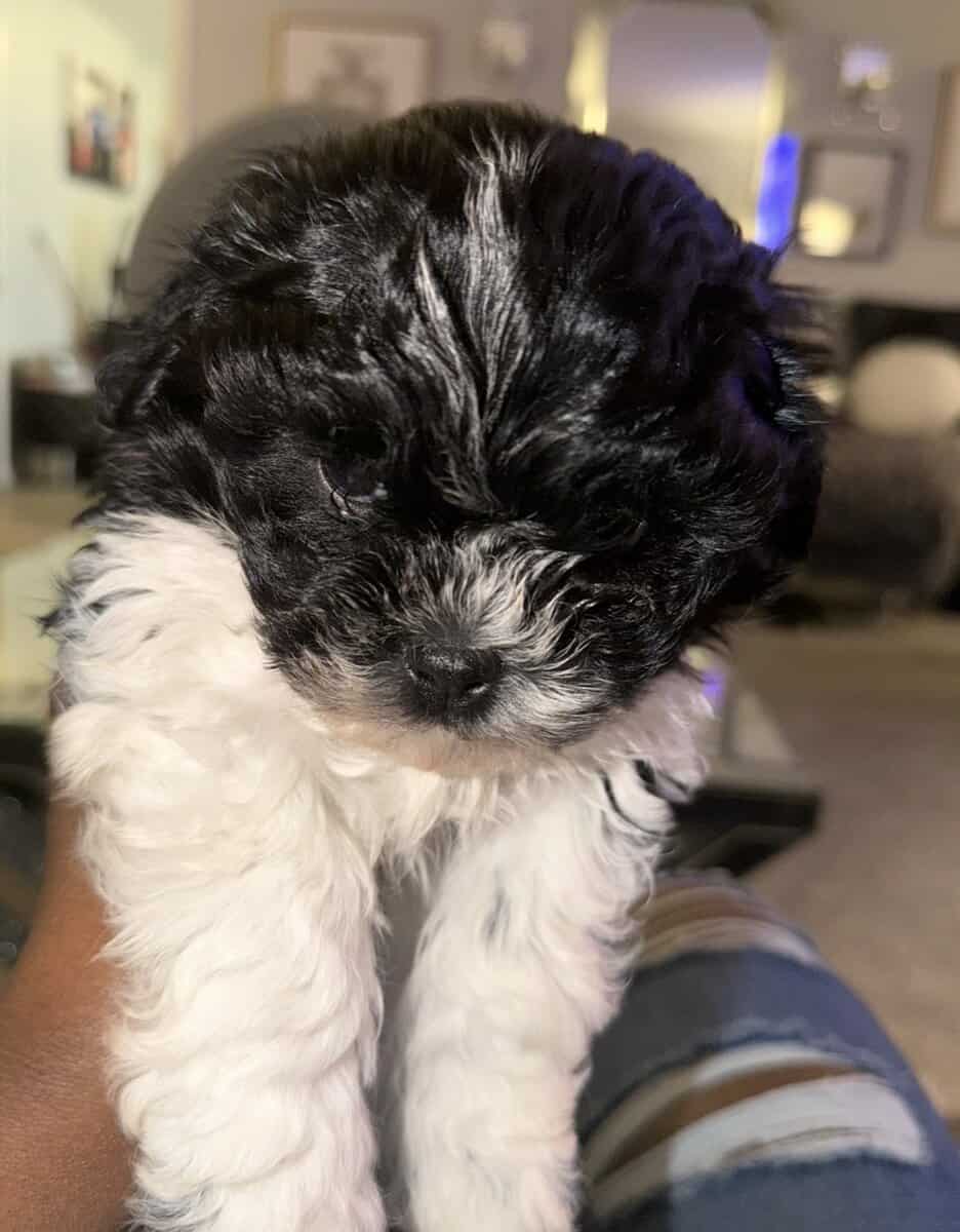 Adorable Teddy Bear Puppies image 2