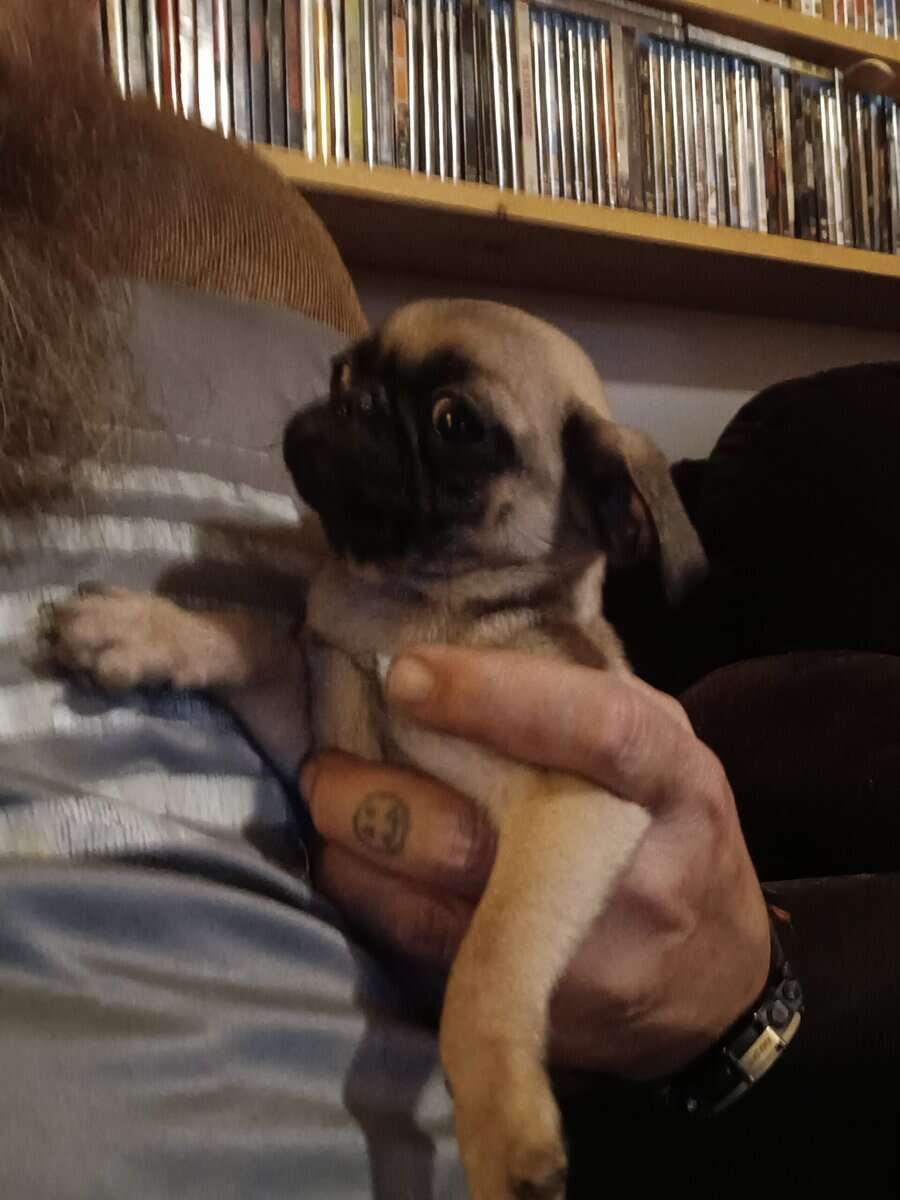 Pug puppies image 5