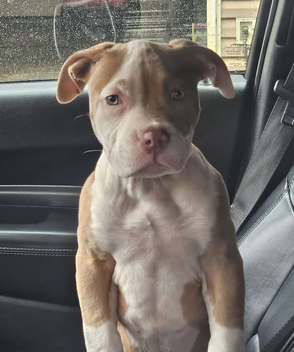 Beautiful RedNose Pitbull Female 3 weeks old for s image 2