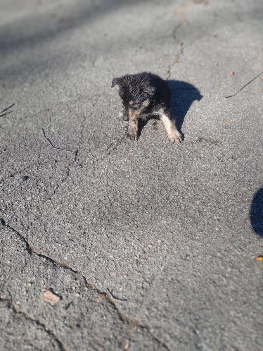 German sheperd/husky mix puppies ready to be rehom image 6