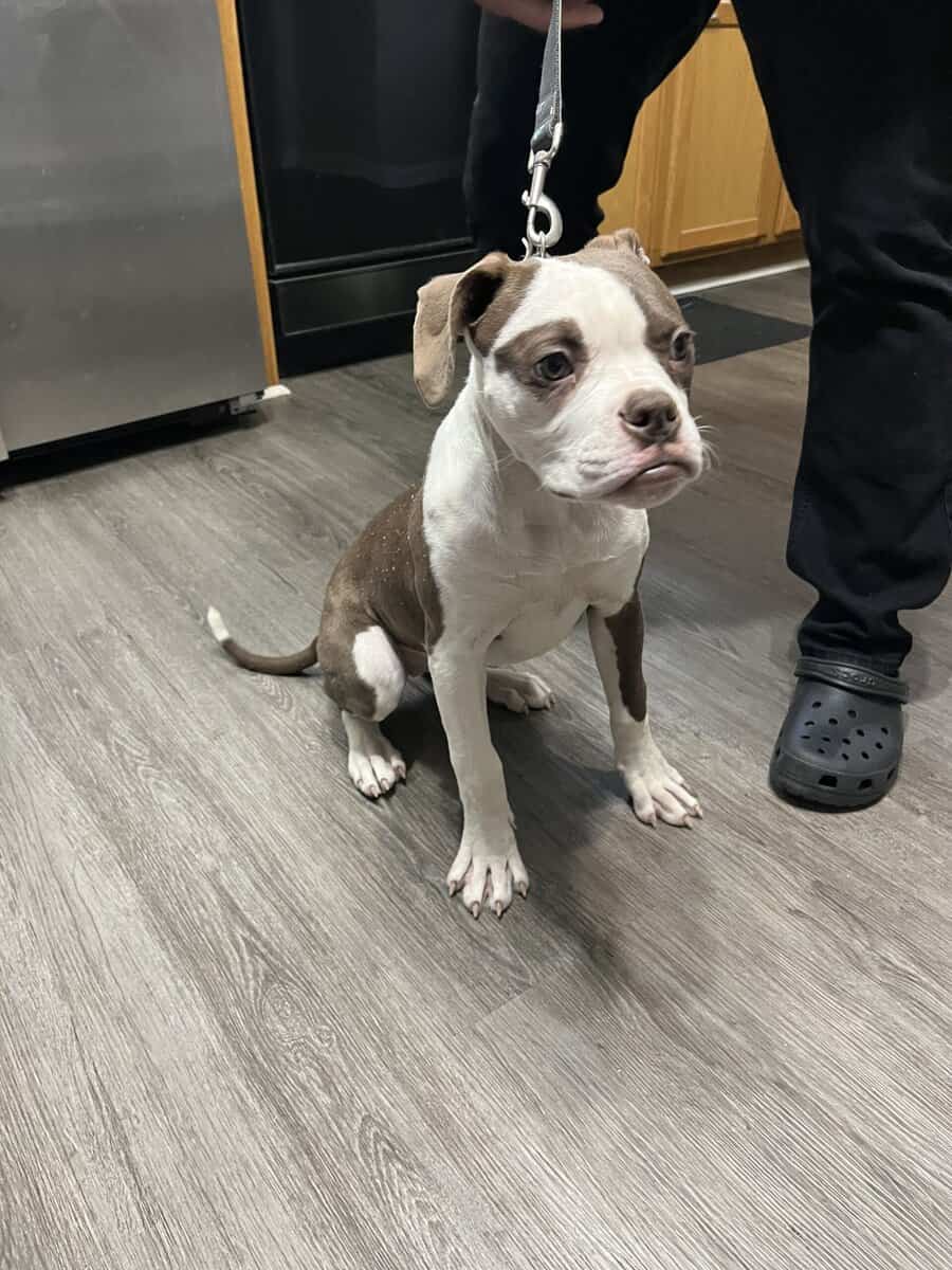 Beautiful pups image 6