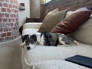 Sweet, Loving Puppy Looking for a Forever Home 💛