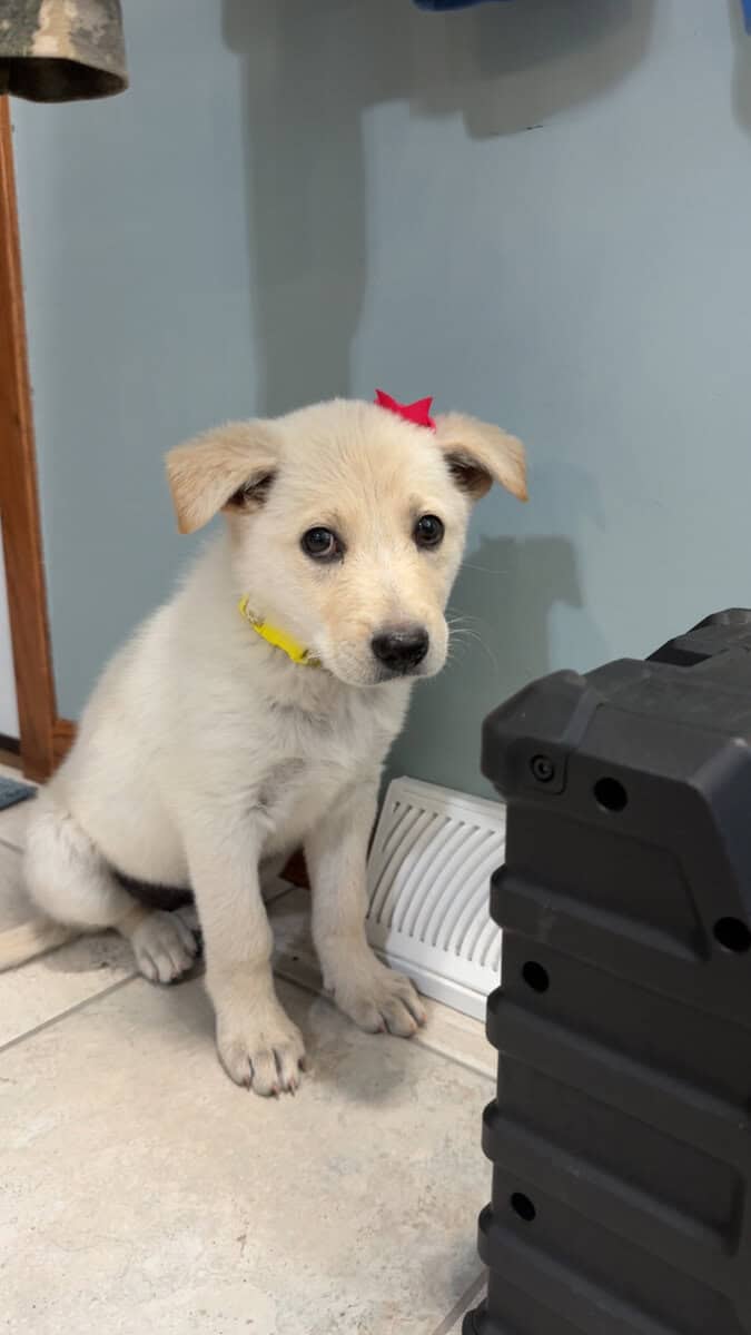Snow (German Shepherd Puppy) image 4