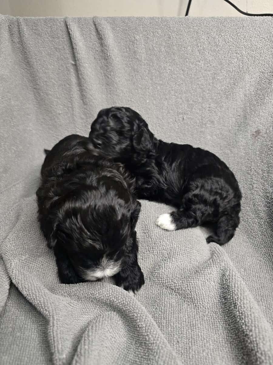 Adorable puppies looking for there forever home image 6
