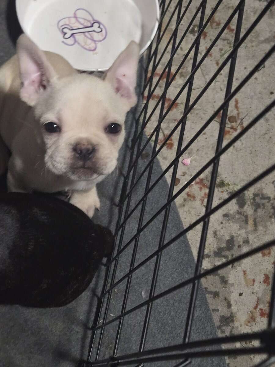 French Bulldog Puppies image 3