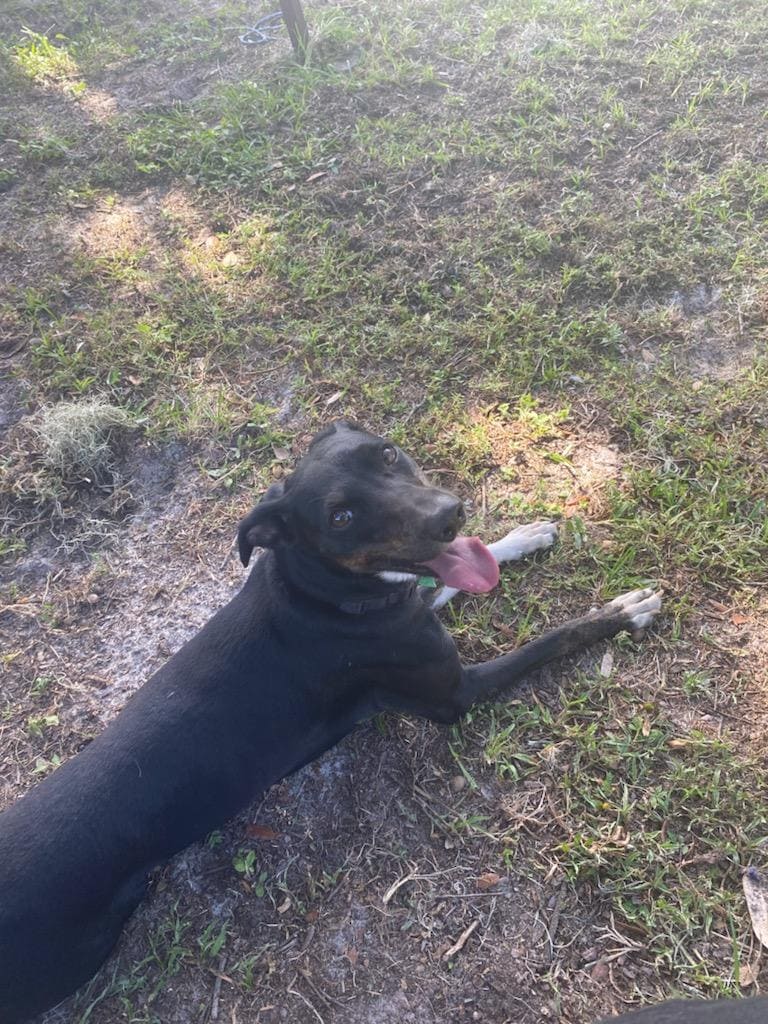 Giving Dog Away image 1