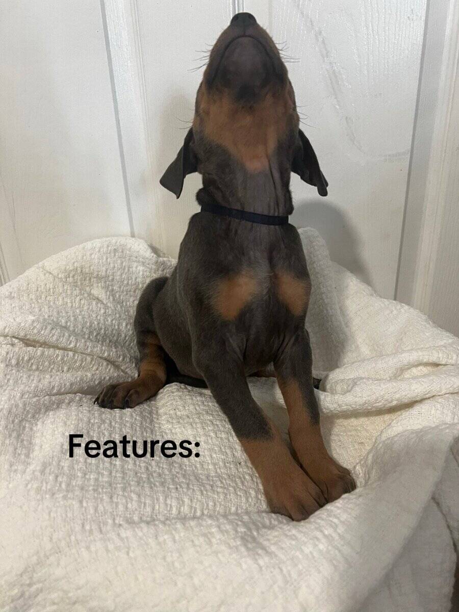 🔥 Rare Exotic Dober Bullies – Stunning Tri-Color image 12