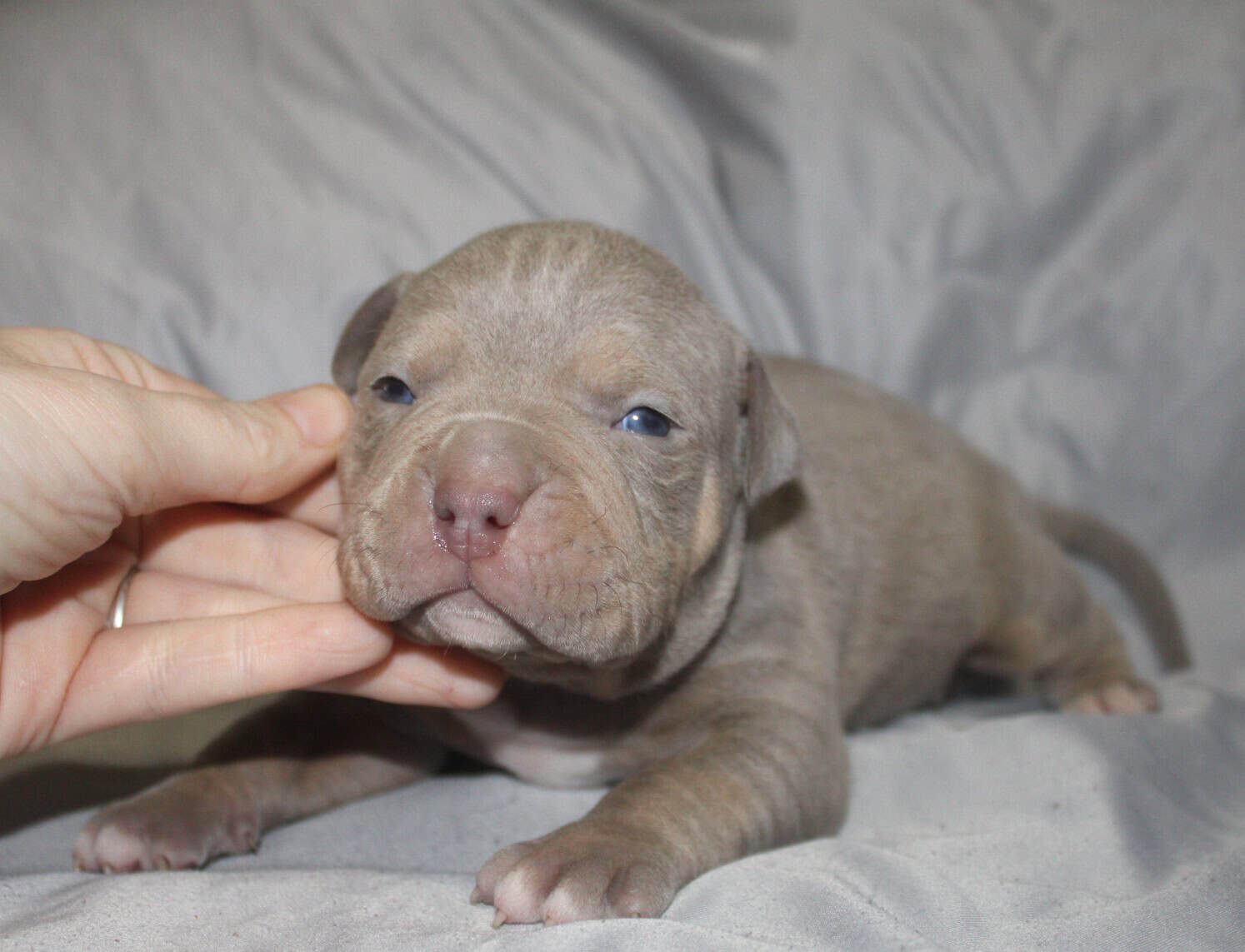 Abkc American Bully Puppies image 7