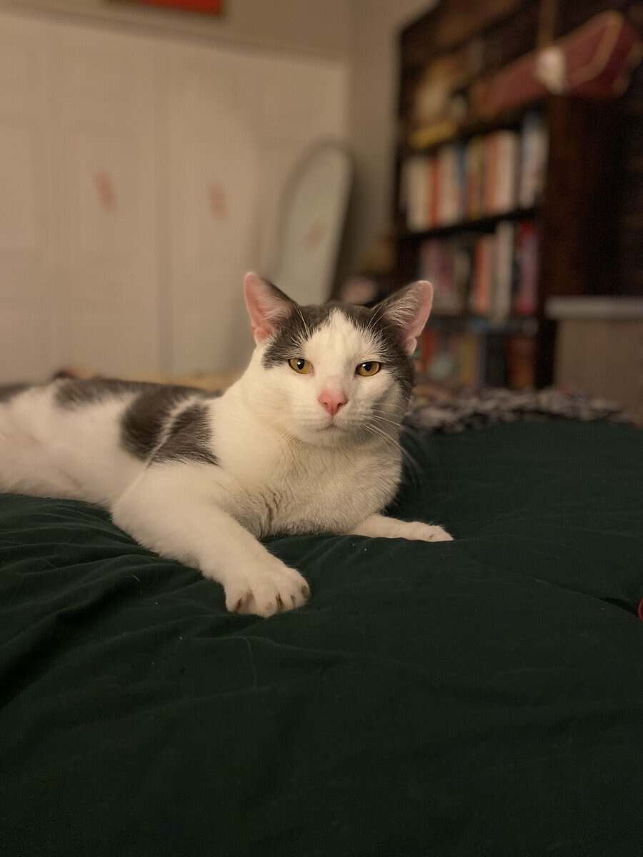 Sweet & Affectionate Cat Seeking an Only-Pet Home image 4