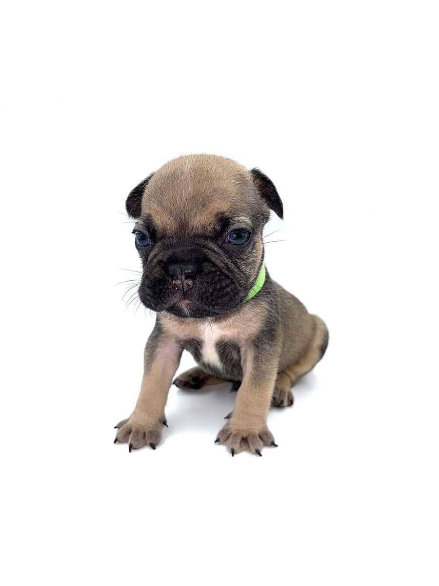 Frenchies carrying pink and fluffy image 6