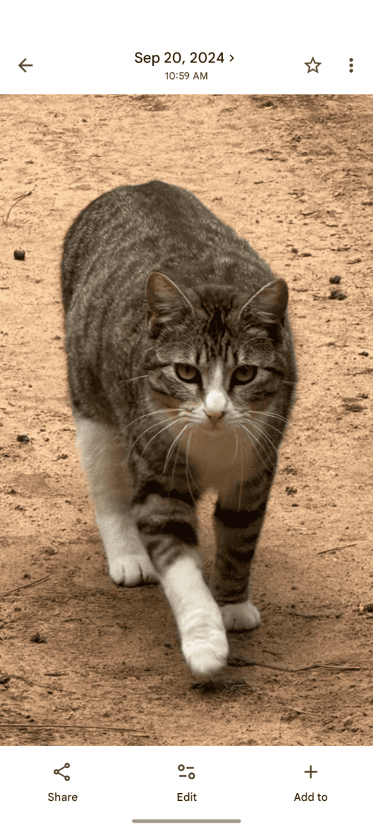 Cat needs a home image 1