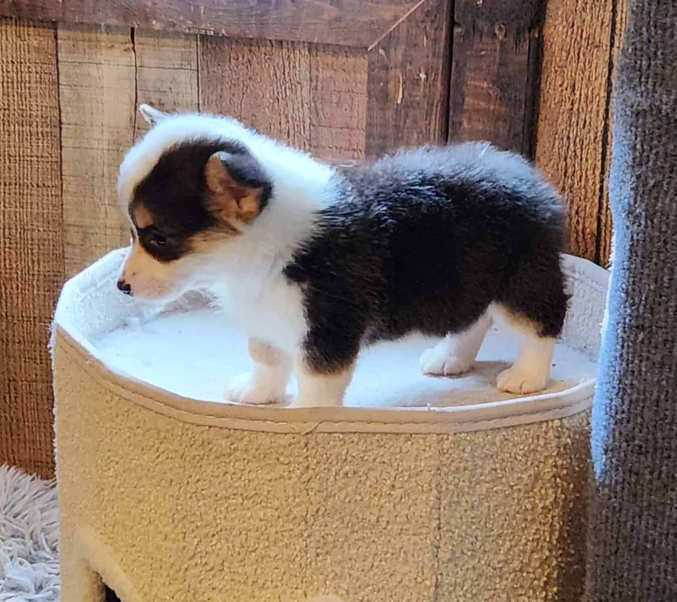 puppies image 8