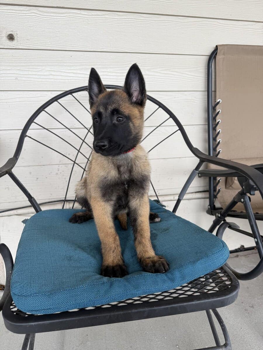 2 Belgian Malinois image 8