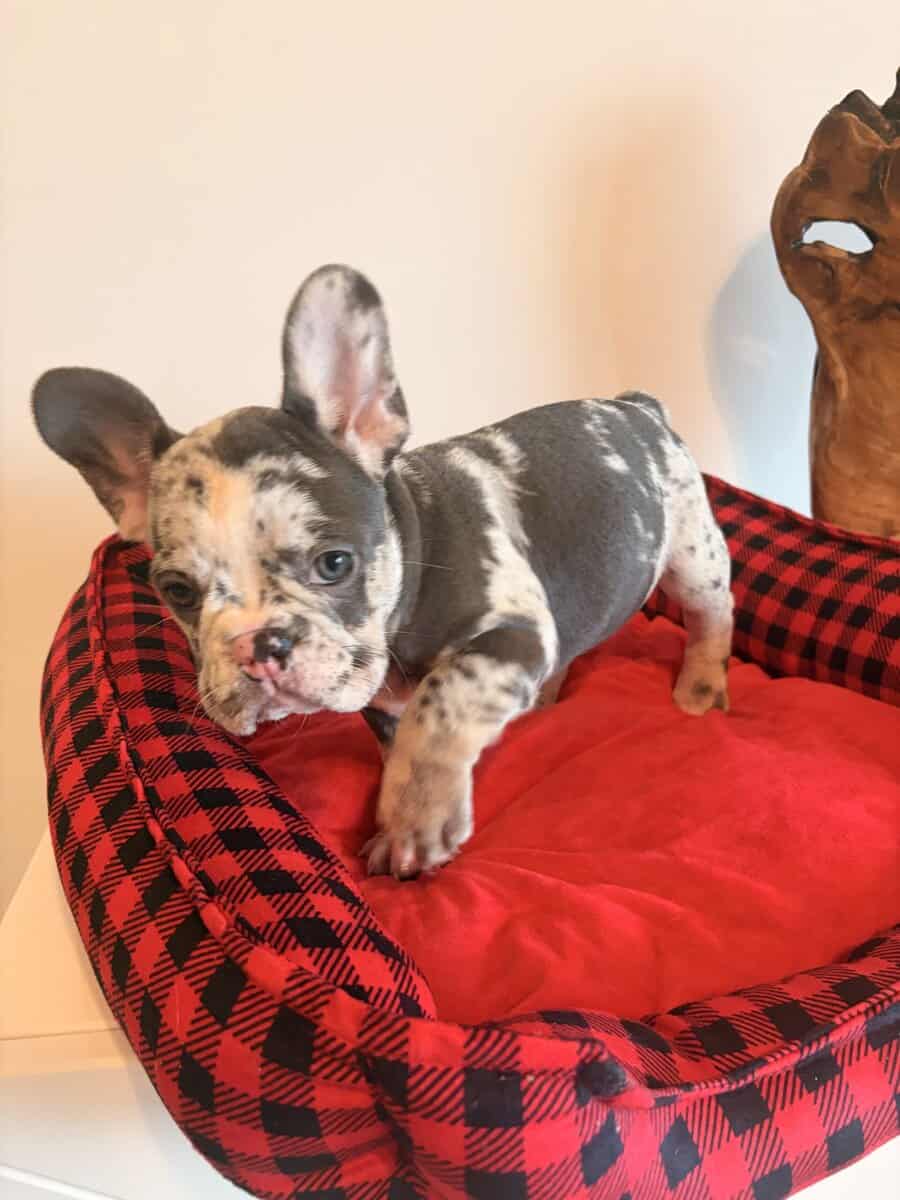 Frenchies looking for a Forever Home image 1