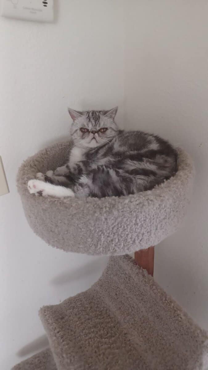 Silver tabby & Wht Exotic shorthair ADULT Female image 2