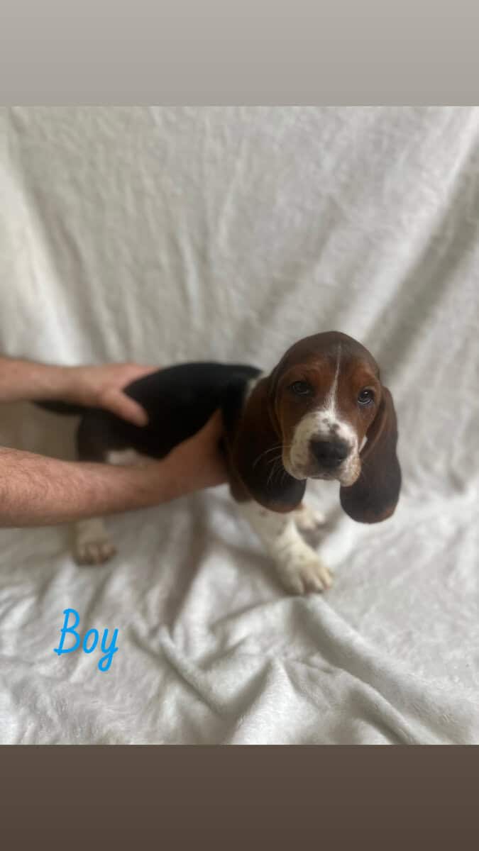 Purebred Basset Puppies image 4