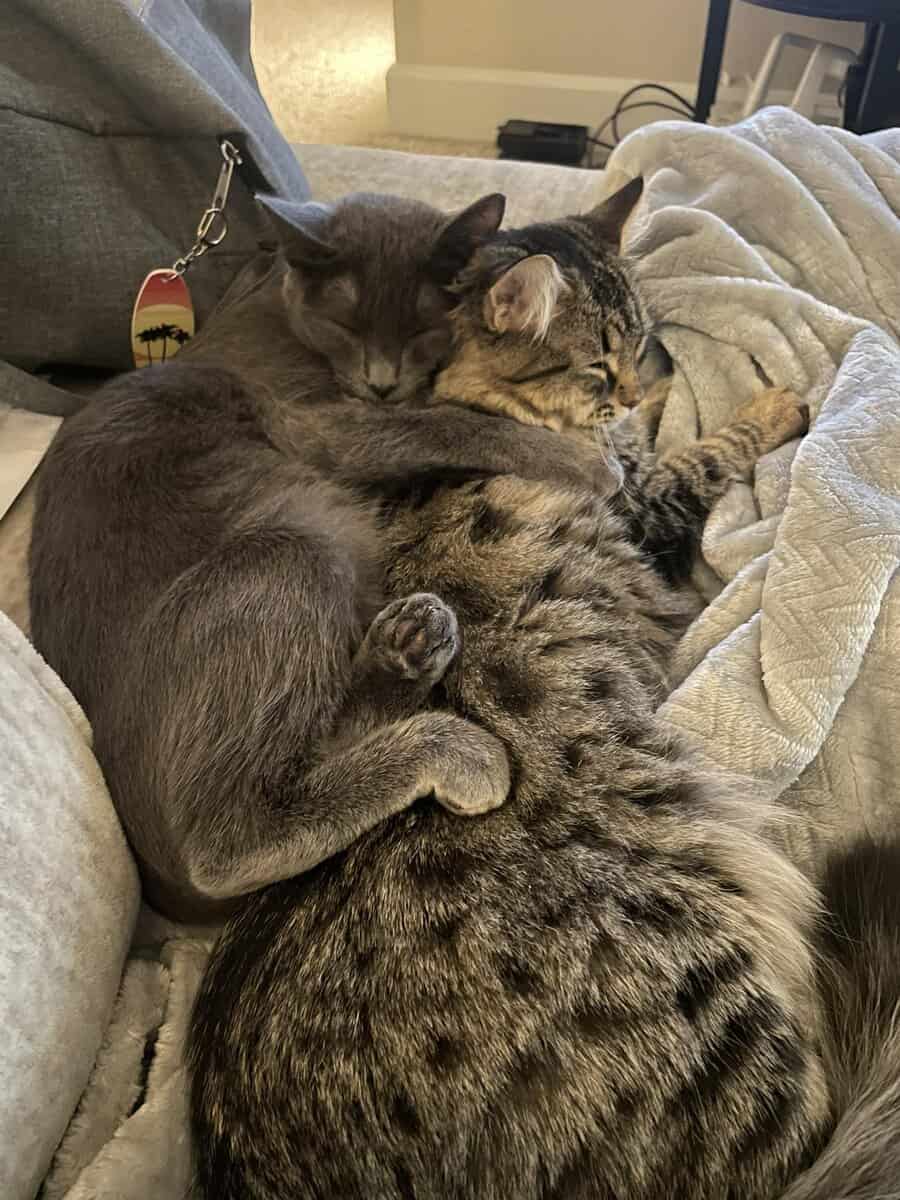 Rehoming 2 sister cats 1 year olds image 1