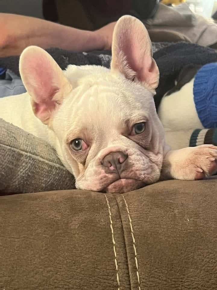 Piper French Bulldog image 2