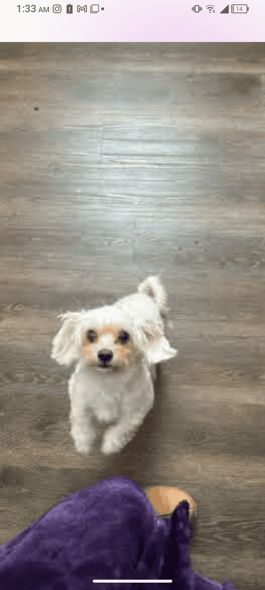 Dog for sale image 1