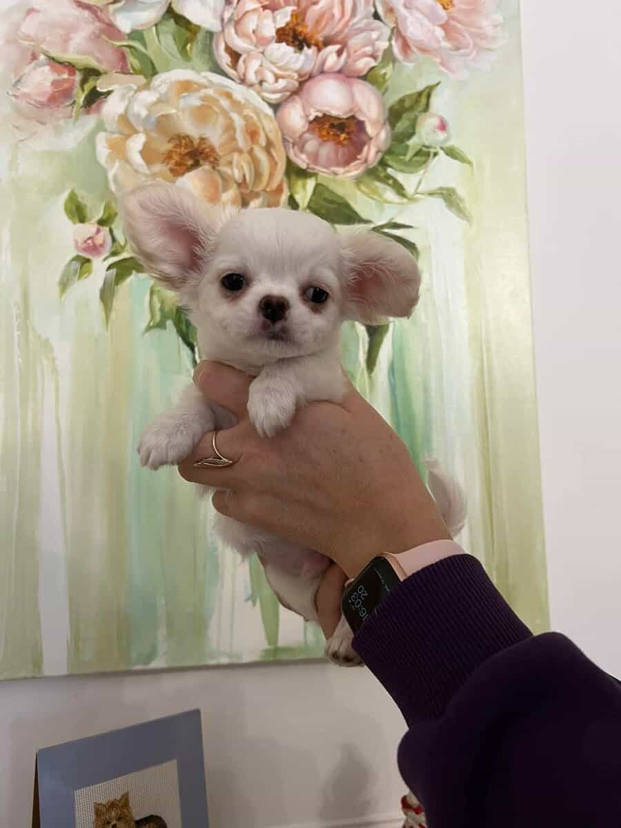 Chihuahua image 1