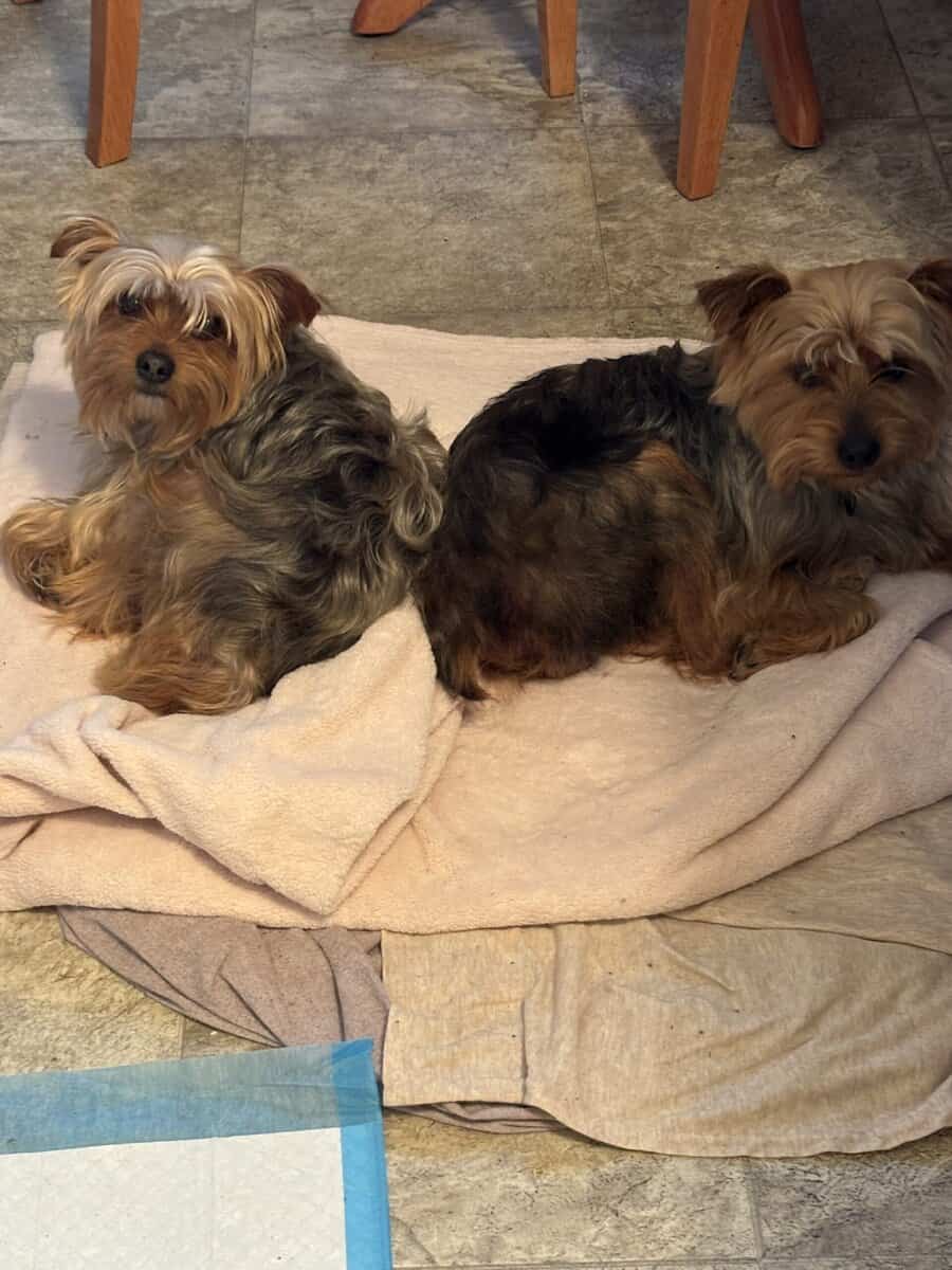 Amazing Bonded Yorkie brother image 9