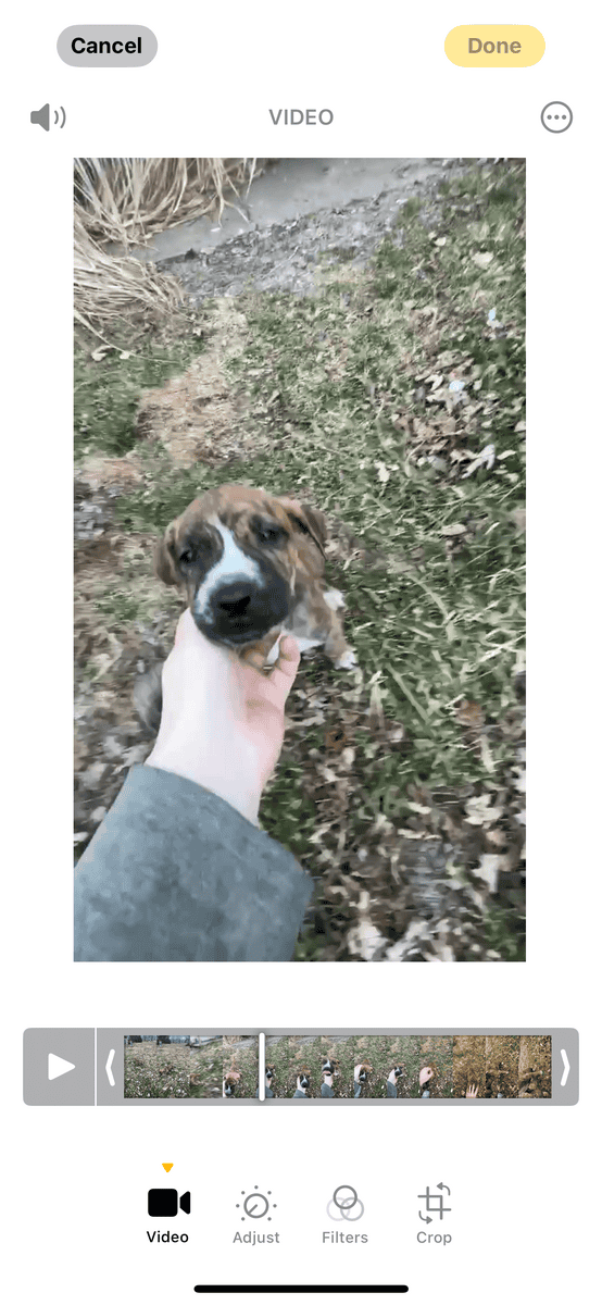 Puppies and young male dogs image 5