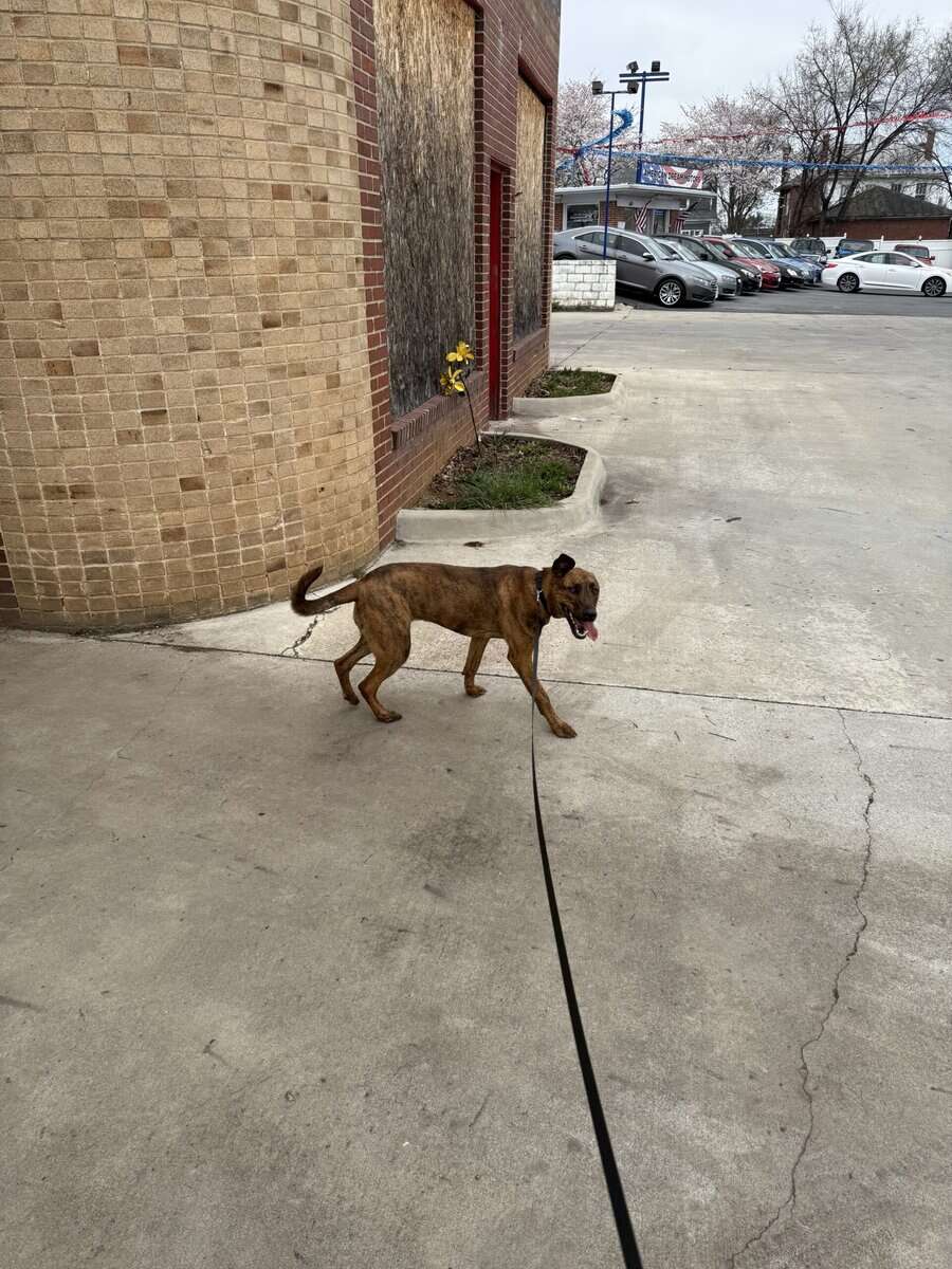 Plott hound needs good home image 4