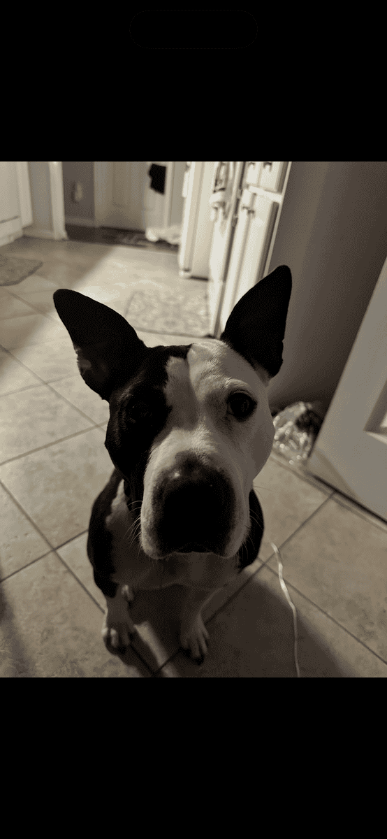 Daisy needs a home! image 1