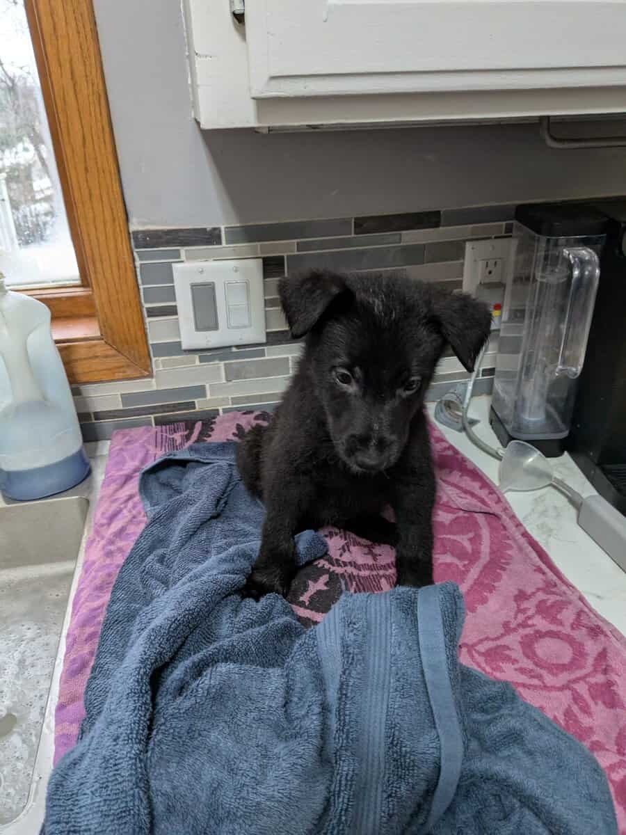 Black shepherd pups image 3