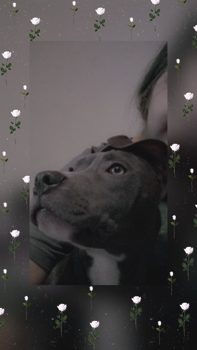 REHOMING FEMALE PITBULL PUP image 3
