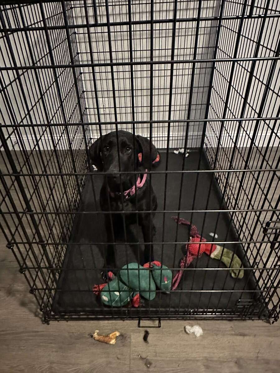 Labrador Retriever 1.5yo Luna for Adoption image 1
