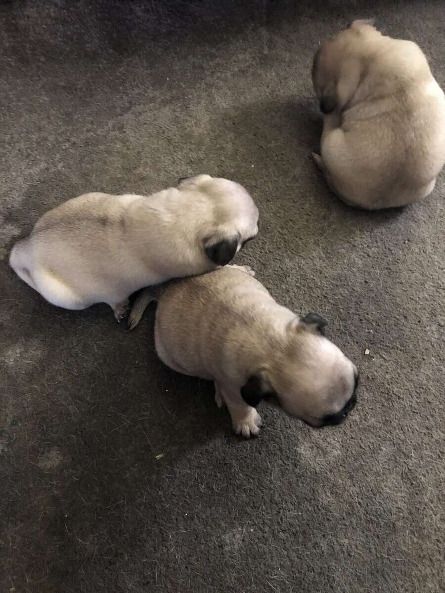 PUG PUPPIES image 5