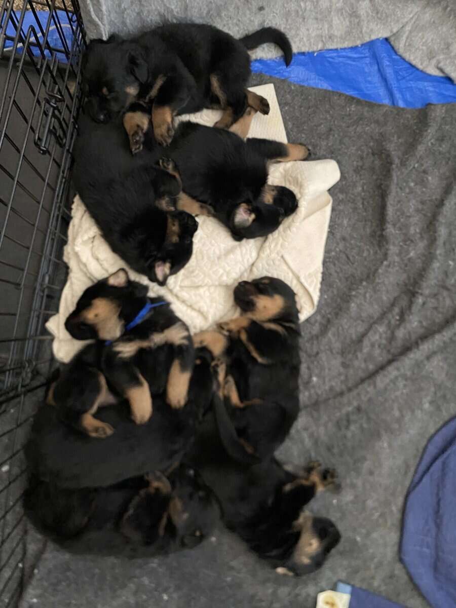 Shepweiler Puppiess image 1