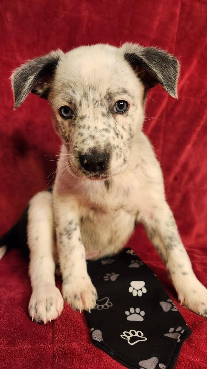 Aussie/ Collie image 6