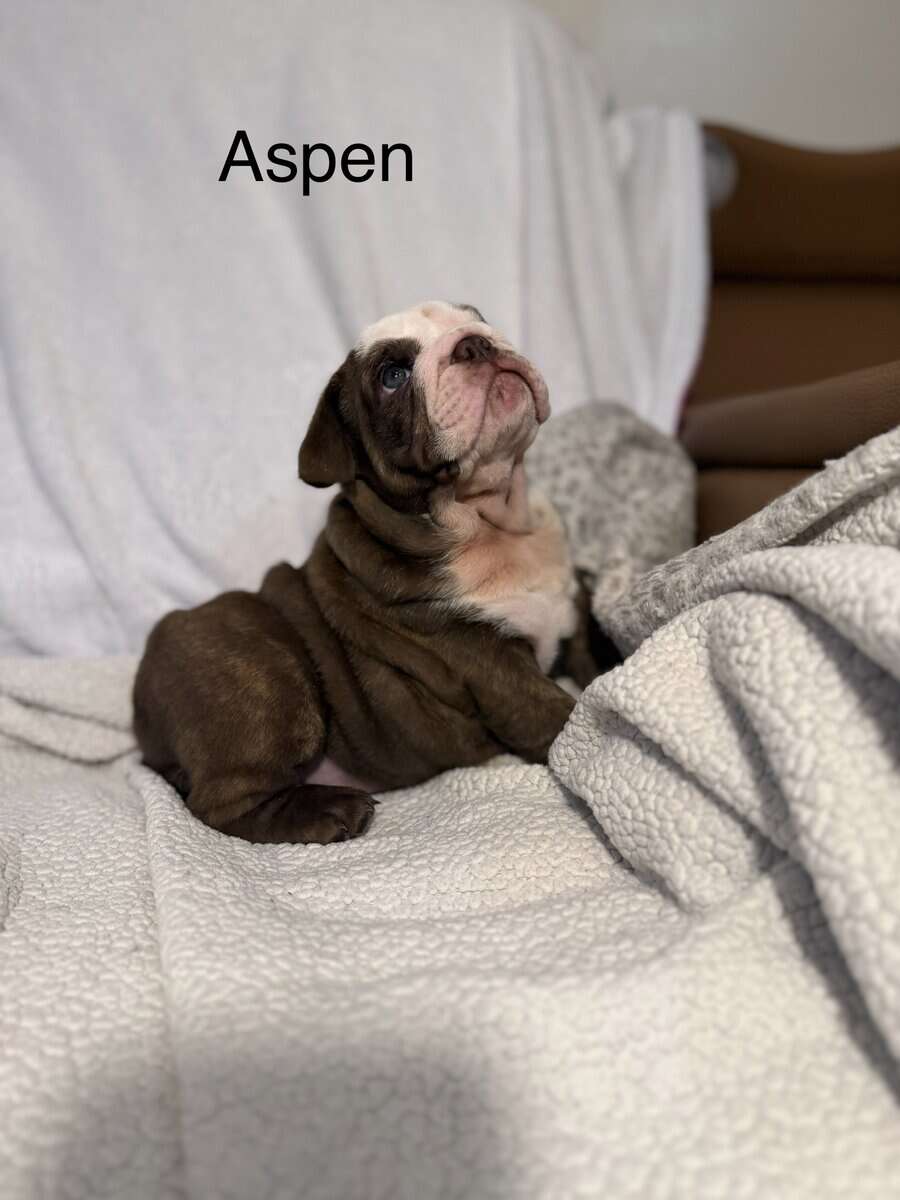 🐾 **Adorable English Bulldog Puppies ** 🐾 image 6