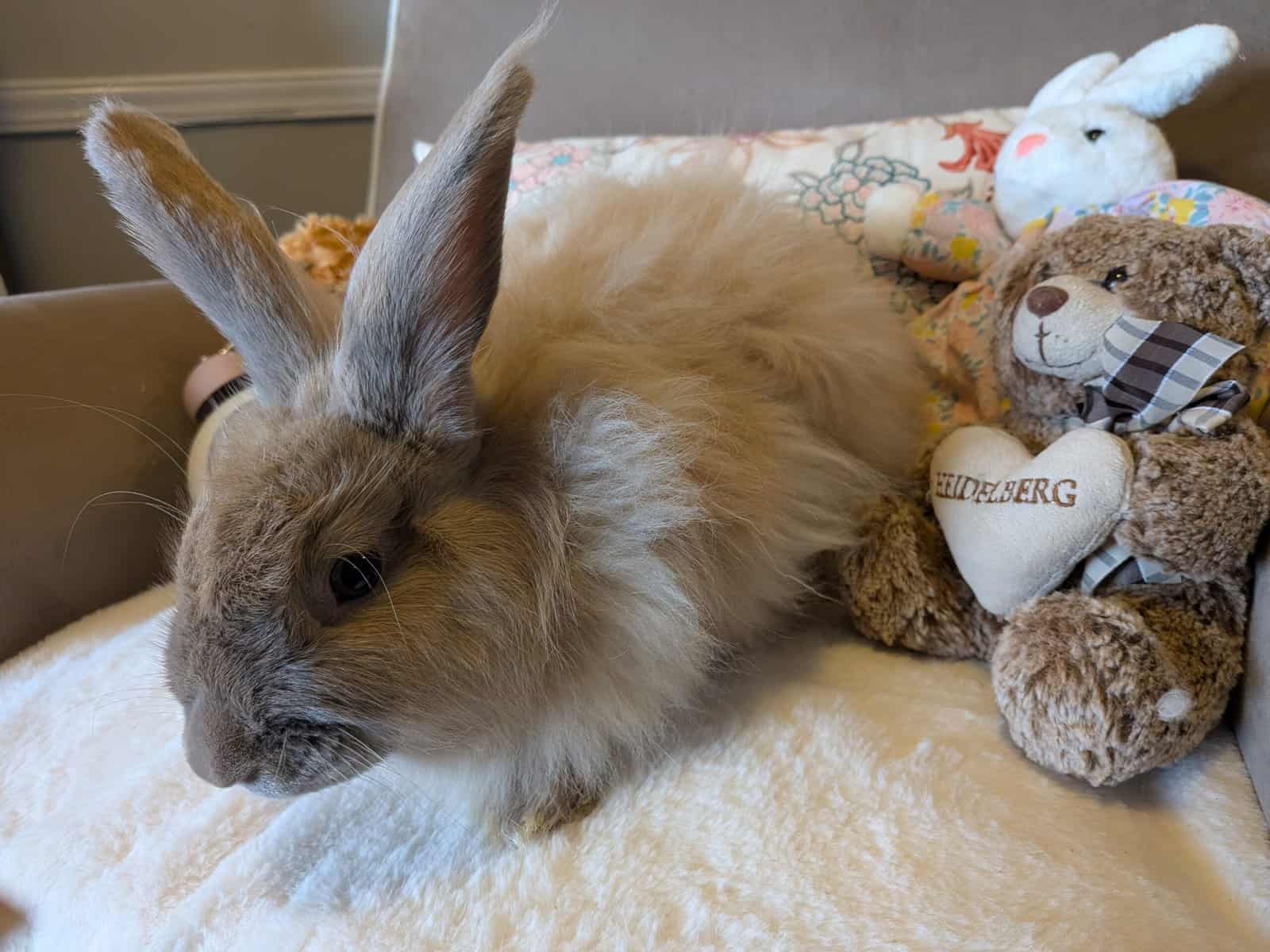 Purebred French Angoras Adults image 9