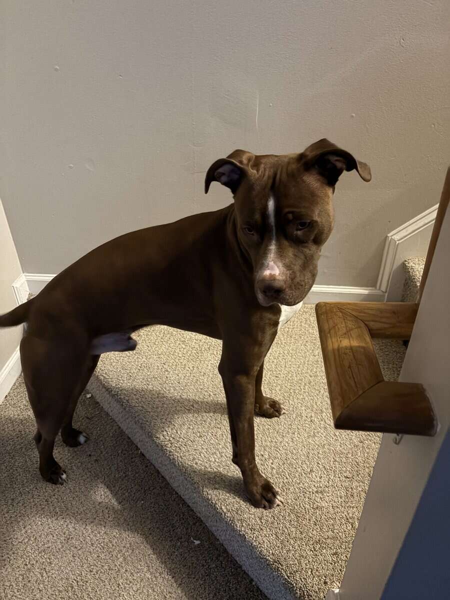 Looking to get rid of my 1.5 year old pitbull pupp image 2
