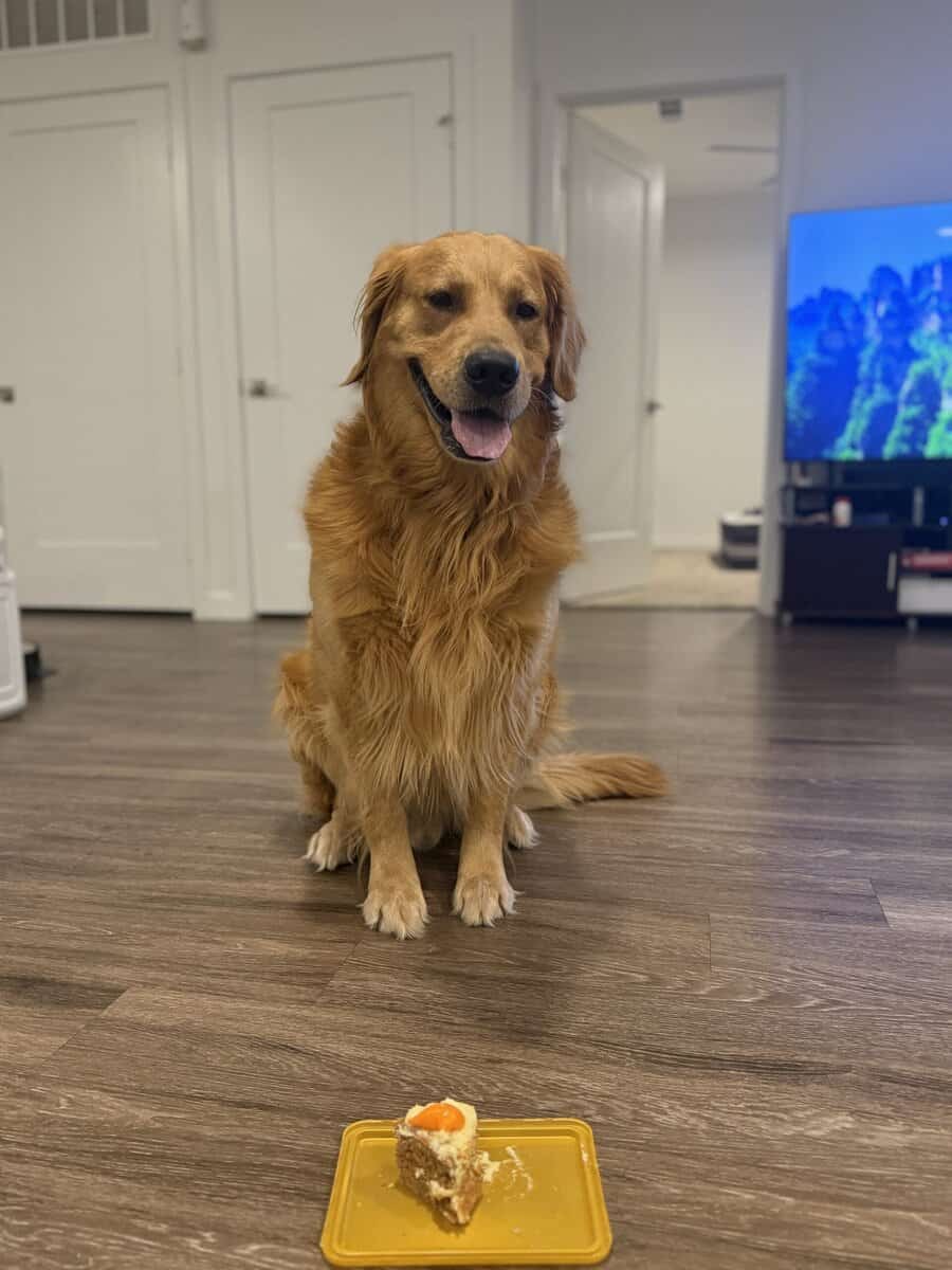 Loving 4-Year-Old Golden Retriever image 9