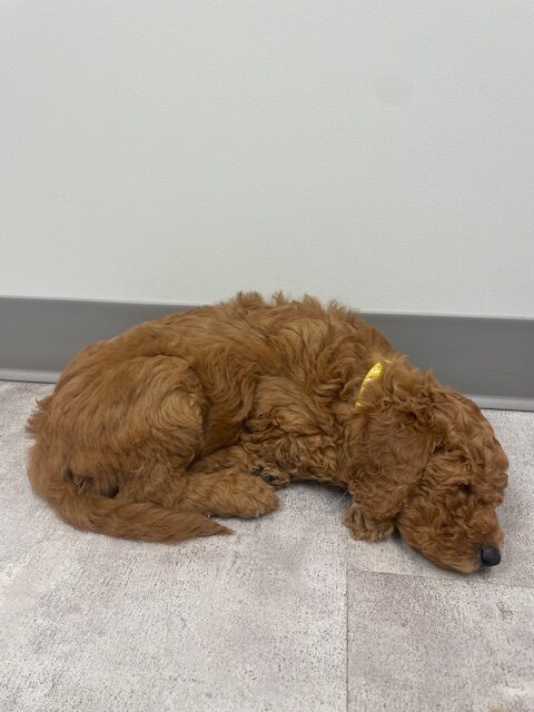 Doodle puppies ready for furever homes. image 12
