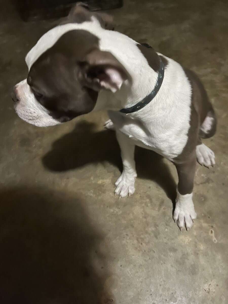 Beautiful pups image 7