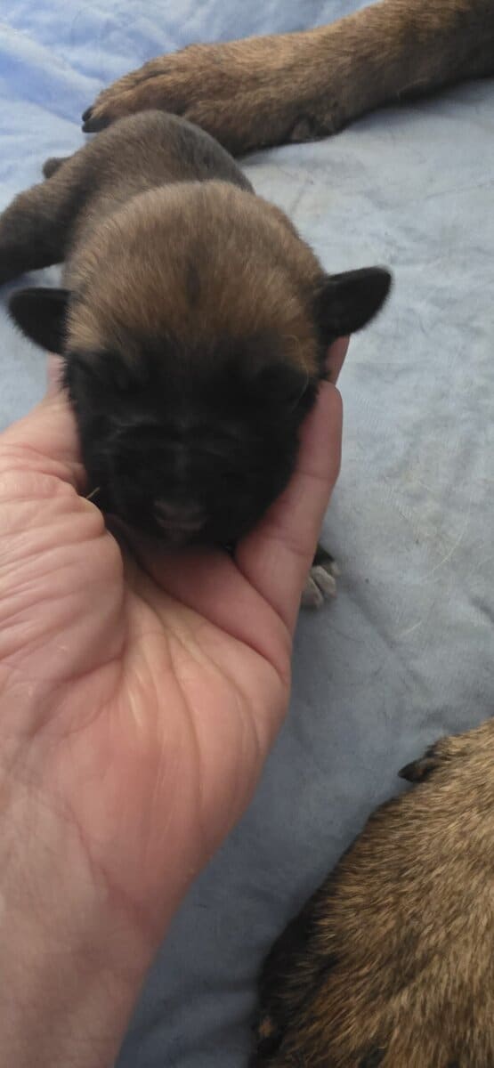 Your Trusted Malinois Breeders image 3