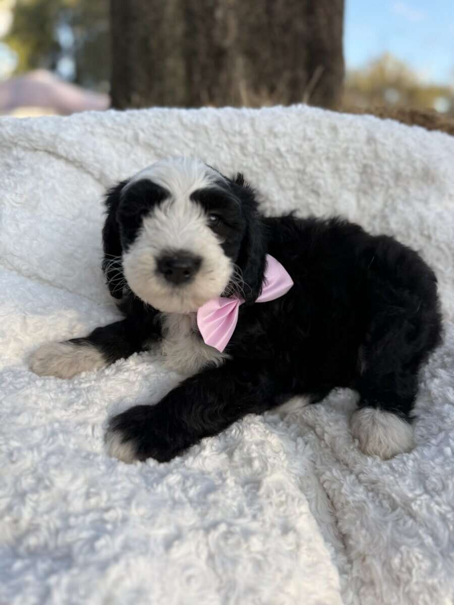 Sheepadoodle Puppies for Sale image 1