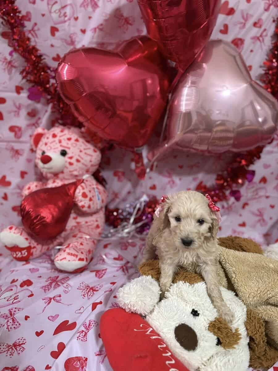 Goldendoodle Puippies image 16