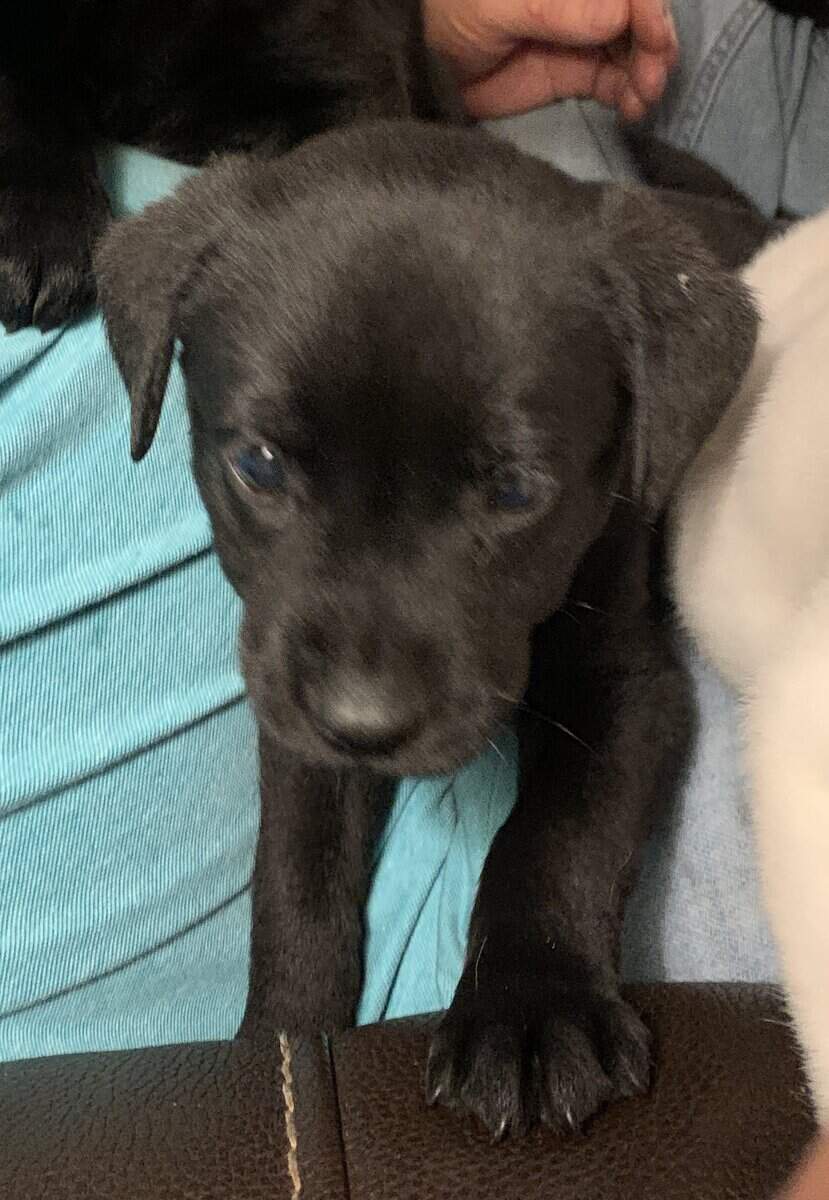 Labrador Retriever Puppies image 4