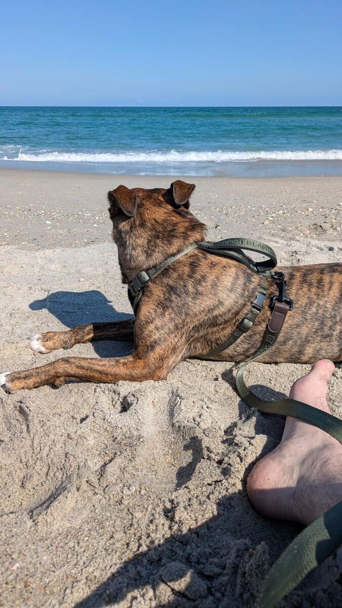 Loving Brindle image 3