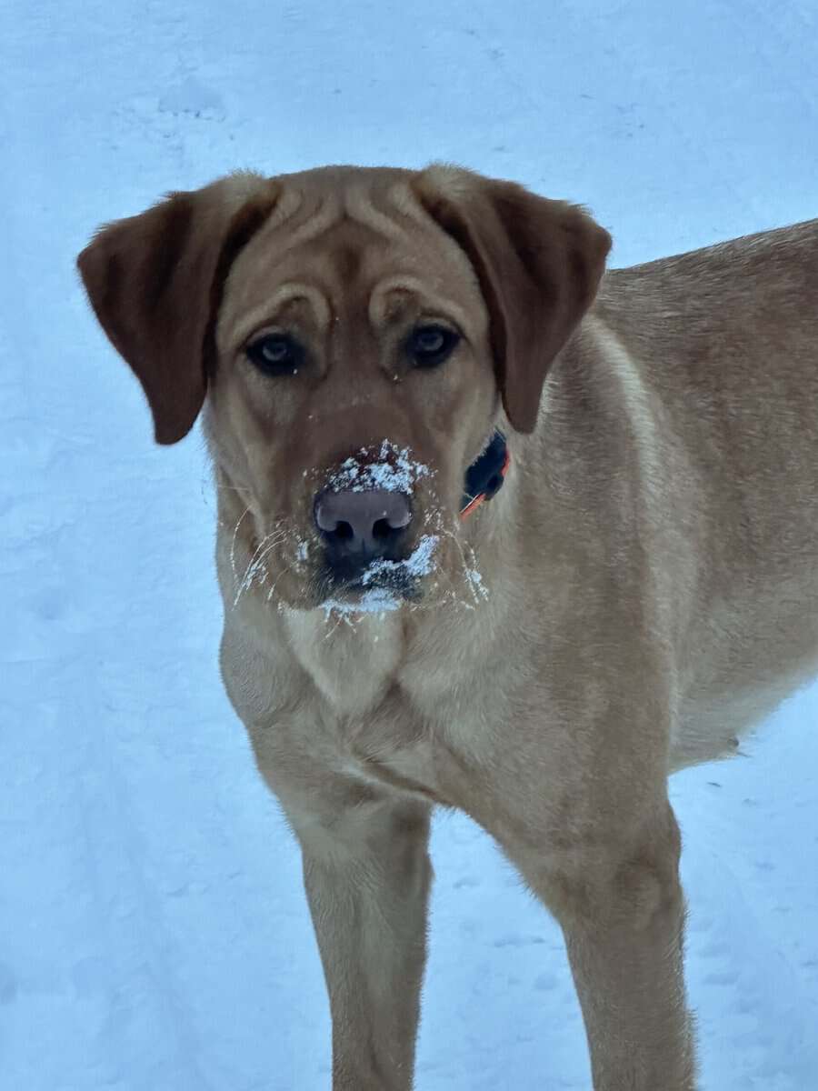 Adult Female (under 2yrs) Red Labrador image 1