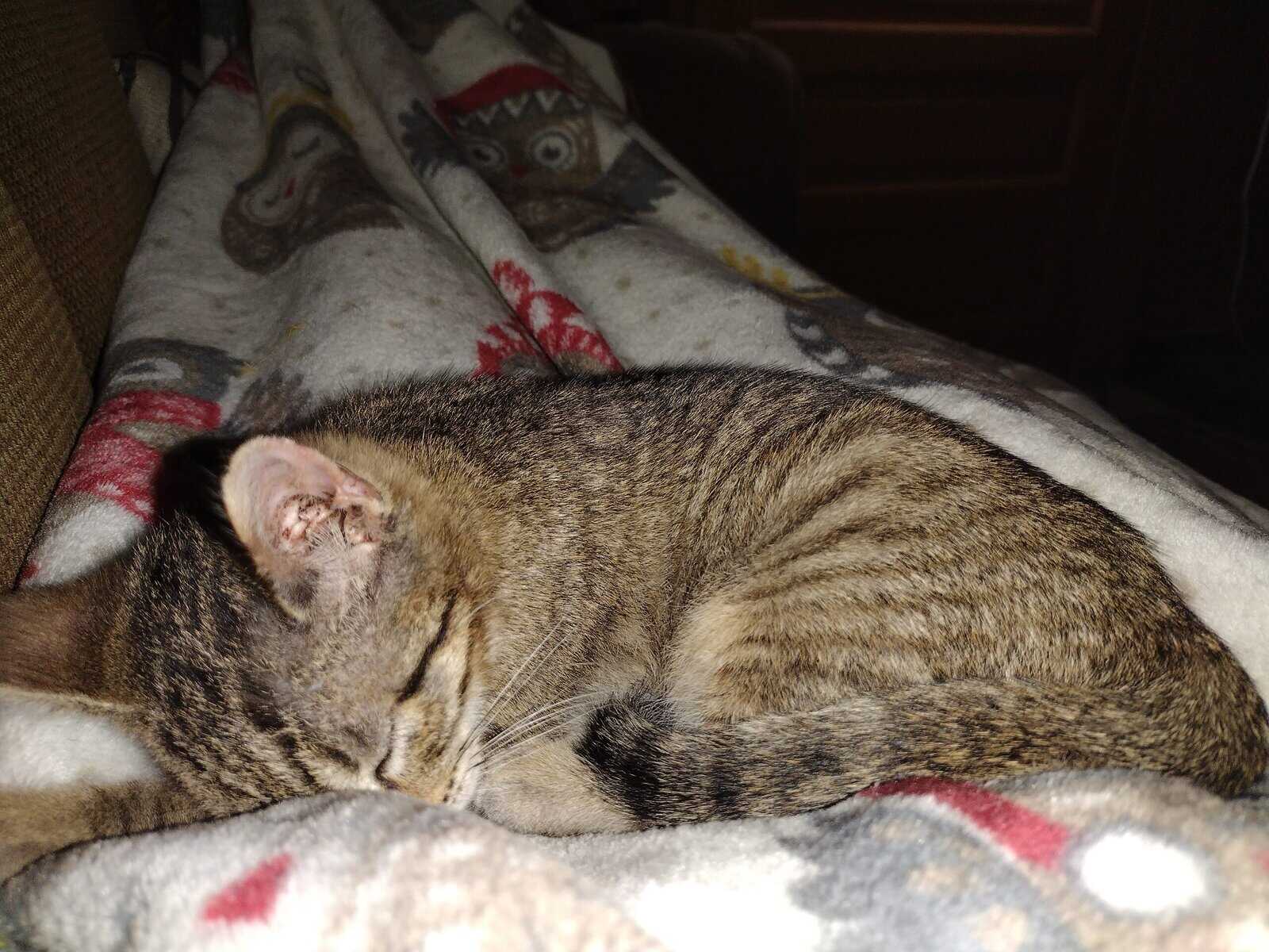 Free kitten ready for a forever home image 3