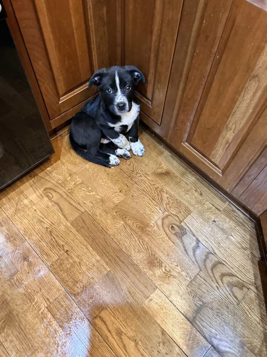 9week old male image 2