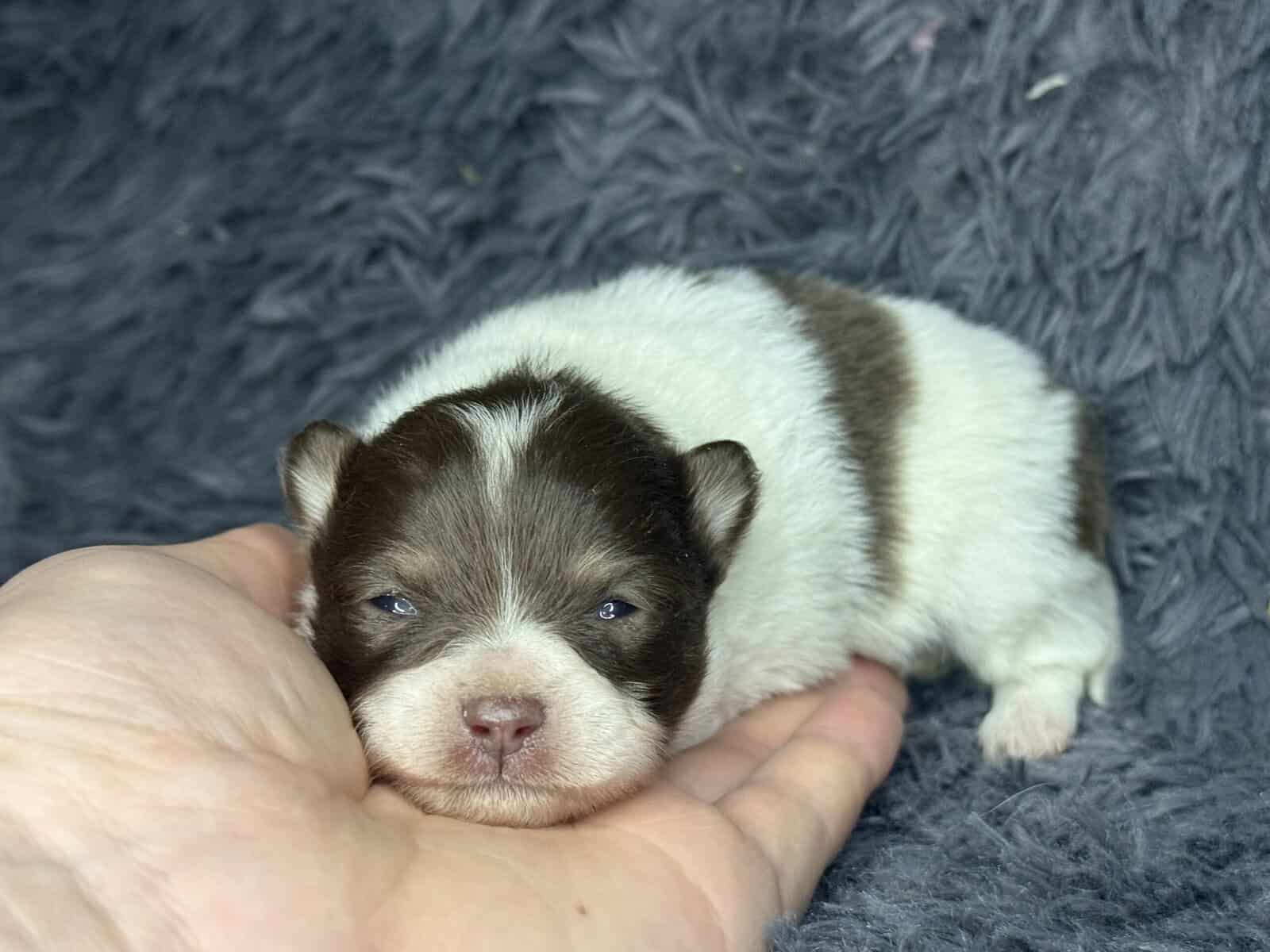 AKC Tiny Pomeranian Puppies image 6